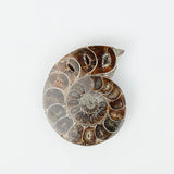Ammonite Fossil