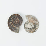 Ammonite Fossil