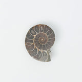 Ammonite Fossil