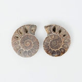 Ammonite Fossil