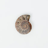 Ammonite Fossil