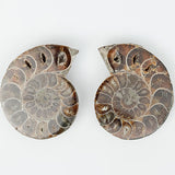 Ammonite Fossil
