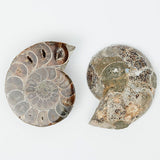 Ammonite Fossil